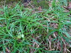 Media resource of Carex concinna