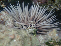 Echinoidea
