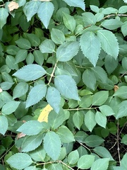 Forsythia × intermedia