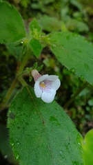 Achimenes candida