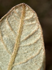 Pomaderris intermedia