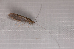Oecetis