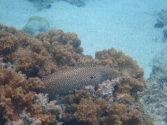 Gymnothorax meleagris