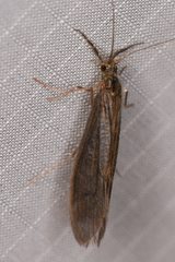 Oecetis