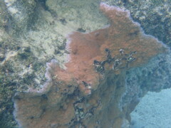 Montipora flabellata