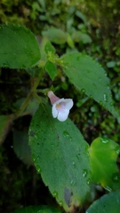 Achimenes candida