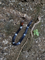 Pseudoleptodeira latifasciata