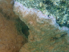 Montipora flabellata