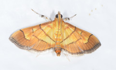 Spilomelini