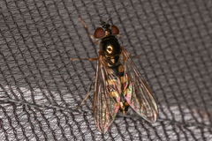 Platycheirus