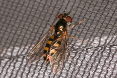 Platycheirus