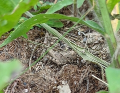 Trimerotropini