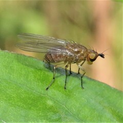 Diptera