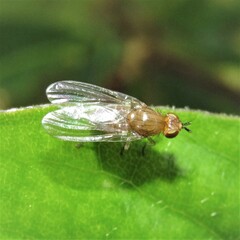 Diptera