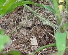 Trimerotropini