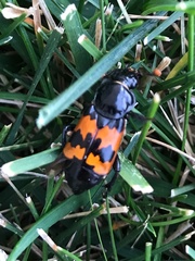 Nicrophorus marginatus