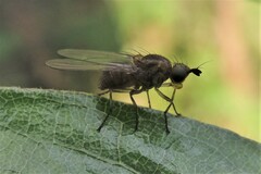 Diptera