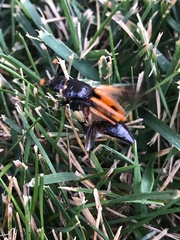 Nicrophorus marginatus