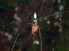 Sclerosomatidae