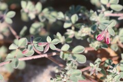 Lotus cruentus
