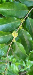 Casearia sylvestris