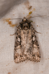 Anaplectoides pressus