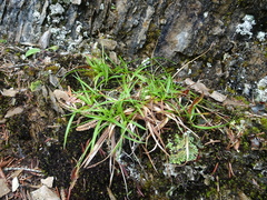 Carex concinna
