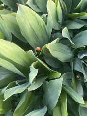 Convallaria