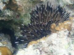 Echinoidea
