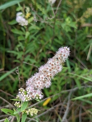 Spiraea alba