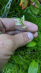 Platanthera obtusata