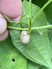 Dioscorea polystachya