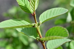 Karwinskia humboldtiana