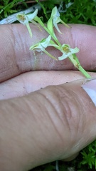 Platanthera obtusata