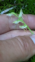 Platanthera obtusata