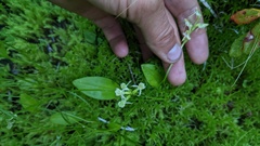 Platanthera obtusata