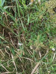 Spiraea alba