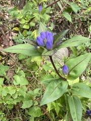 Gentiana clausa