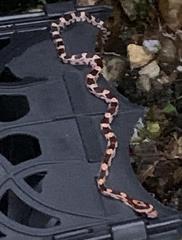 Pantherophis guttatus