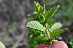 Karwinskia humboldtiana