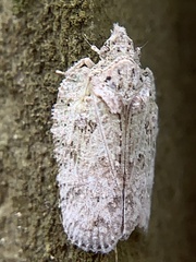 Flatoidinus punctatus
