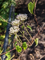 Mikania scandens