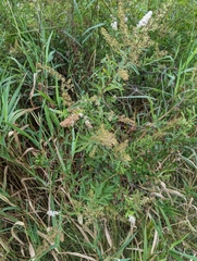 Spiraea alba
