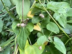 Dioscorea polystachya