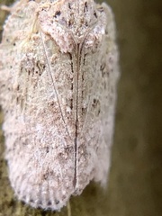 Flatoidinus punctatus
