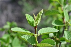 Karwinskia humboldtiana