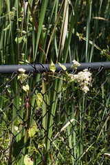 Mikania scandens