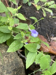 Scutellaria galericulata