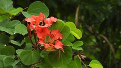 Bauhinia galpinii