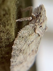 Flatoidinus punctatus